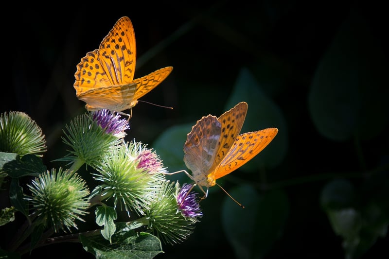 Beware of Butterfly Effects